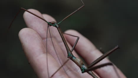 Macro-close-up-of-Phasmatodea-stick-insect-being-held-in-a-hand-for-scale