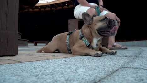 4k-video-of-a-adorable-french-bulldog-lying-on-tile-floor-while-it's-owner-sitting-behind-holding-its-leash-in-Lidzbark,-Poland