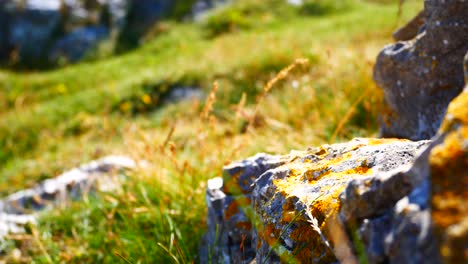 Highland-colourful-grass-blowing-on-rocky-jagged-sunny-mountain-slope-closeup-reversing-shot