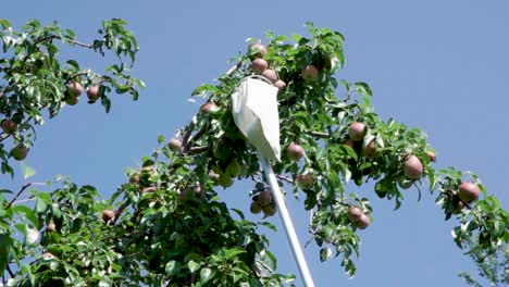 Pear-Harvesting-With-Fruit-Picking-Device-From-High-Tree---low-angle-shot