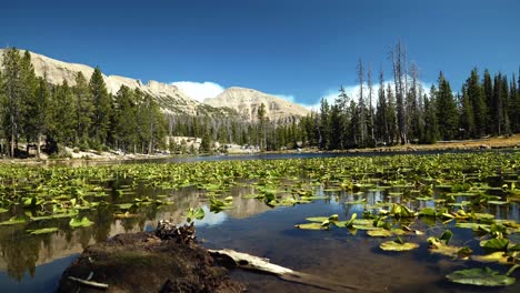Rising-landscape-shot-of-the-tranquil-Butterfly-Lake-with-lily-pads-up-the-Uinta-National-Forest-in-Utah-with-large-Rocky-Mountains-and-pine-trees-surrounding-on-a-bright-sunny-summer-day
