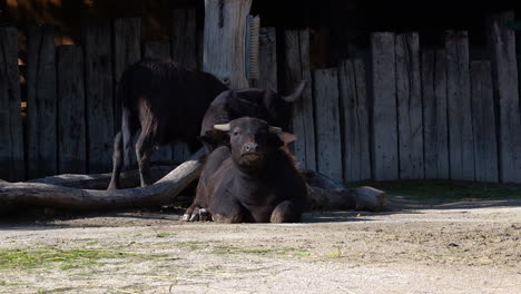 Großer-Wasserbüffel,-Der-Vor-Mutter-Und-Kindbüffel-Im-Freien-Vorbeigeht