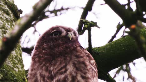 Little-owl-close-up-portrait-in-the-forest-while-perching-on-a-tree,-low-angle-shot