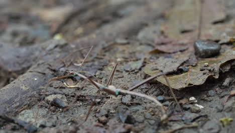 Macro-shot-of-Phasmatodea-stick-insect-walking-on-forest-floor,-slow-motion