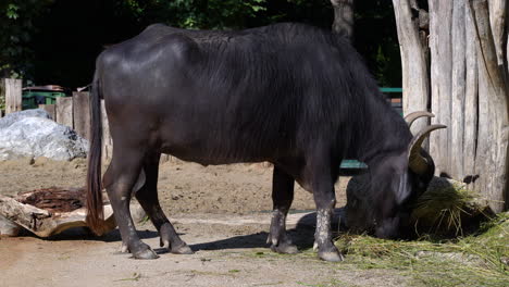 Water-Buffalo-eating-dried-grass-from-ground-in-outdoor-setting