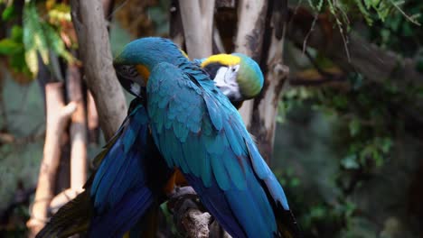 Two-blue-and-gold-macaws-on-the-tree-branch-in-rainforest,-blue-and-gold-parrots