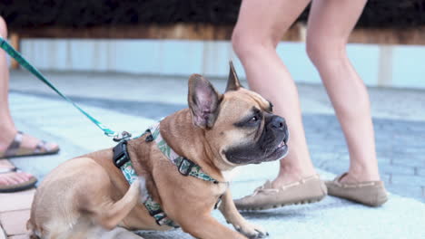 French-Bulldog-With-Harness-During-Outdoor-Walk-In-A-Park