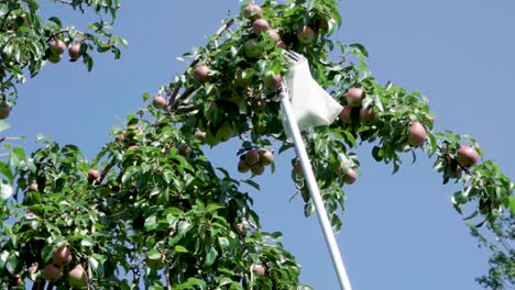 Worker-Picking-Pears-Using-Fruit-Picker-Head-Basket---low-angle-shot