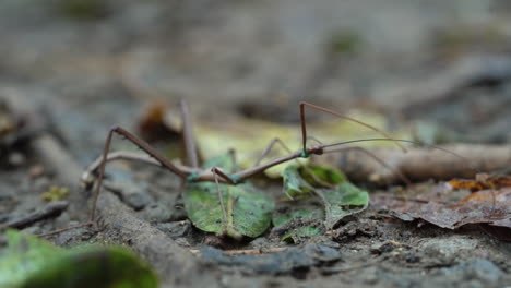 Macro-close-up-of-Phasmatodea-stick-insect-bug-raising-front-legs-and-antenna