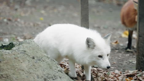 Junger-Arktischer-Weißer-Fuchs,-Der-Heimlich-Und-Vorsichtig-über-Abgestorbene-Blätter-Auf-Dem-Boden-Läuft