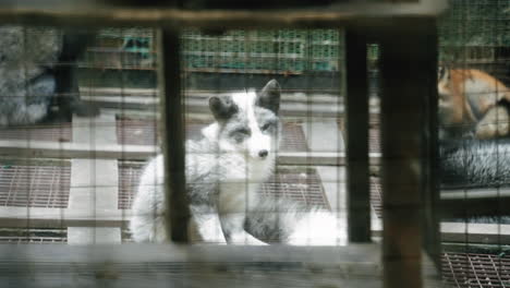 Schwarz-Weiß-Fuchs-In-Gefangenschaft-Eingesperrt-In-Einem-Käfig-Im-Fuchsdorf-Zao,-Miyagi,-Japan