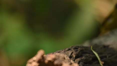 Red-throated-Flycatcher,-Ficedula-albicilla,-Thailand