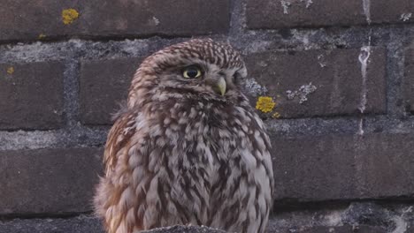 Little-owl-sitting-and-resting-against-brick-wall,-urban-bird-life---low-angle-shot