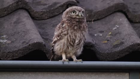 Little-Owl-Perched-In-Guttering-Off-Tiled-Roof-Before-Flying-Off
