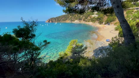 beautiful-virgin-beach-with-transparent-turquoise-waters-lush-vegetation-of-pine-trees-and-rocks-yellow-sand-few-people-Gerona-Catalonia-Mediterranean-Panoramic-views-Tossa-de-Mar-cove-Llevad?