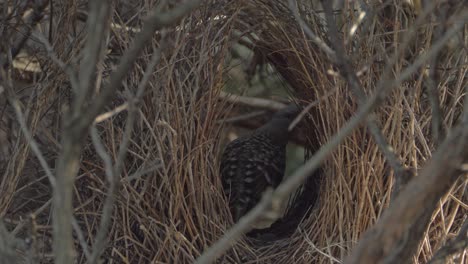 Beautiful-Great-Bowerbird-preparing-her-nest--Close-up
