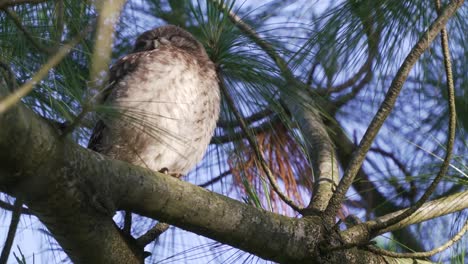 Little-owl-sleeping-while-perched-on-a-conifer-pine-tree,-windy-environment