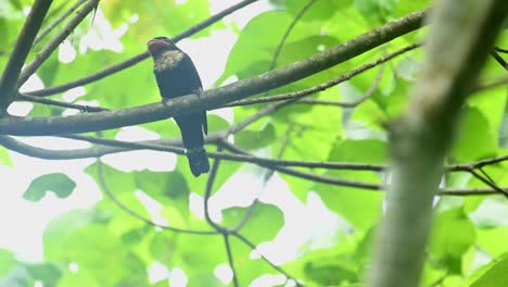 Dusky-Broadbill,-Corydon-Sumatranus,-Unesco-Welterbe,-Nationalpark-Kaeng-Krachan,-Thailand