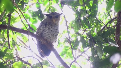 Spot-bellied-Eagle-owl,-Bubo-nipalensis,-Kaeng-Krachan-National-Park,-Thailand,-UNESCO-World-Heritage