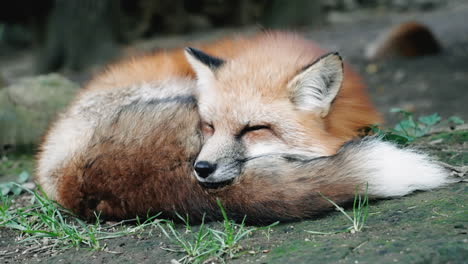 Closeup-Of-Ezo-Red-Fox-Sleeping-On-The-Ground-At-Zao-Fox-Village-In-Miyagi,-Japan