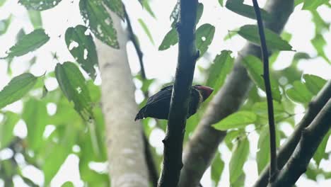 Dusky-Broadbill,-Corydon-sumatranus,-UNESCO-World-Heritage,-Kaeng-Krachan-National-Park,-Thailand