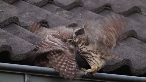 Little-owl-chick-eating-food-from-mother-on-a-house-terrace,-urban-bird-life