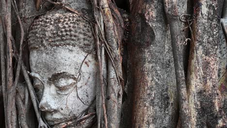 Buddhas-Gesicht-In-Einem-Mit-Weinreben-Bedeckten-Stamm,-Während-Die-Nachmittagssonne-Die-Blätter-Dazu-Bringt,-Schatten-Zu-Werfen,-Die-Am-Nachmittag-Auf-Der-Rinde-Des-Baums-Tanzen,-Thailand