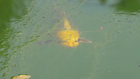 Top-view-of-yellow-fish-standing-still-in-algae-pond