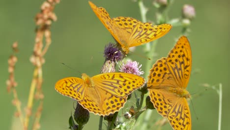 Drohnenaufnahme-Von-Drei-Orangefarbenen-Schmetterlingen,-Die-Auf-Violetten-Blumen-Sitzen-Und-Am-Helllichten-Tag-Auf-Grünen-Feldern-Honig-Saugen