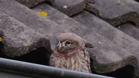 Little-Owl-in-roof-gutter-performing-its-moves