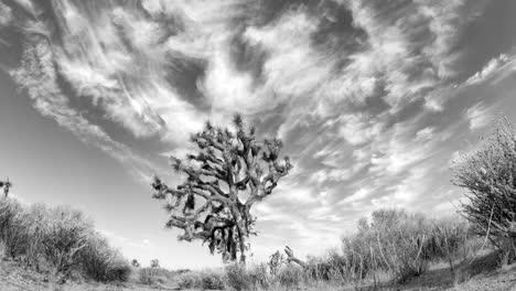 Schwarz-Weiß-Mojave-Wüstenlandschaft-Im-Zeitraffer-Mit-Einem-Joshua-Tree-Im-Vordergrund-Und-Einer-Silbernen,-Wispy-Cloudscape-Darüber