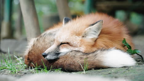 Red-Fox-Calmly-Sleeping-On-The-Ground---Zao-Fox-Village-At-Miyagi,-Japan