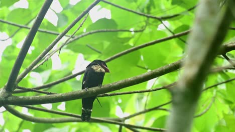 Broadbill-Oscuro,-Corydon-Sumatranus,-Patrimonio-Mundial-De-La-Unesco,-Parque-Nacional-Kaeng-Krachan,-Tailandia