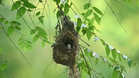 Seen-within-its-nest-looking-out-intensely-during-the-afternoon