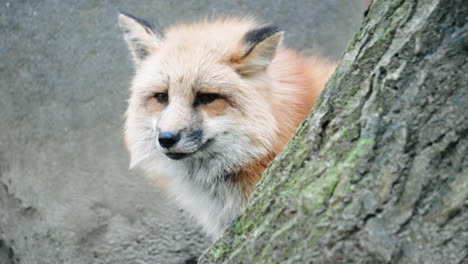 Gold-Platinum-Fox-Behind-A-Tree-Curiously-Looking-In-The-Distance-At-Zao-Fox-Village-In-Miyagi,-Japan