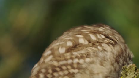 Little-owl-low-angle-close-up-portrait-in-the-forest,-wildlife-bird-watching