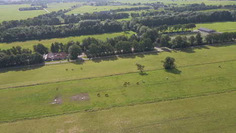 Aerial-of-horses-standing-in-meadows-in-rural-Holland