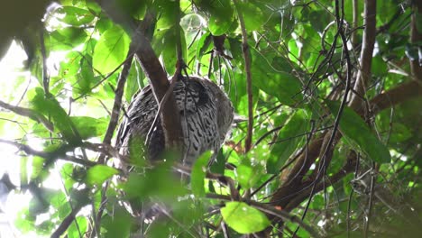 Seen-from-below-the-tree-as-it-looks-towards-the-left-then-faces-forwards-and-down,-Spot-bellied-Eagle-owl,-Bubo-nipalensis,-Kaeng-Krachan-National-Park,-Thailand,-UNESCO-World-Heritage