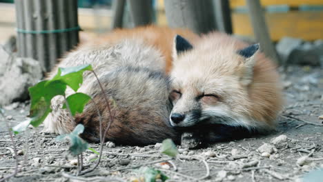 Adorable-Fox-Curled-Up-Sleeping-At-Zao-Fox-Village-In-Shiroishi,-Miyagi,-Japan