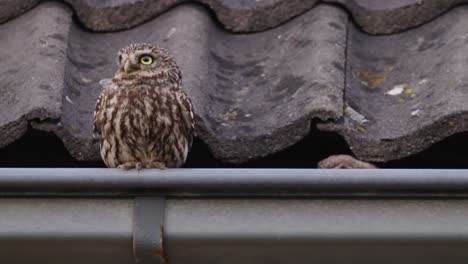 2-two-little-owl-sitting-in-the-gutter-on-a-roof
