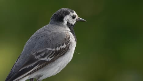 Close-Up-View-Of-White-Wagtail-Against-Green-Bokeh-Background