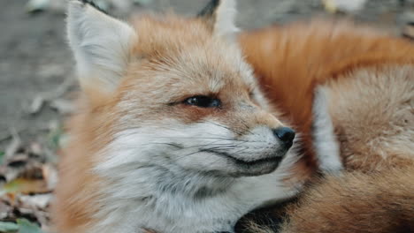 Close-up-Of-Red-Fox-Sniffing-And-Looking-Away-At-Zao-Fox-Village-In-Miyagi,-Japan