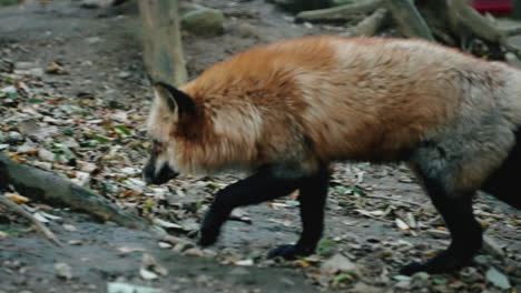 Fox-Caminando-Libremente-Por-El-Bosque-En-Zao-Fox-Village-En-Miyagi,-Japón