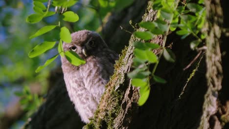 Close-up-of-an-owl-sitting-in-a-tree-looking-down-on-you