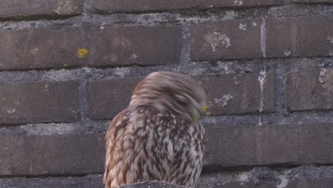 Little-owl-sitting-and-resting-against-brick-wall,-urban-bird-life---low-angle-static-shot