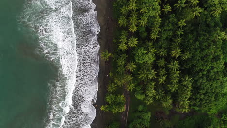 Top-down-aerial-over-palm-tree-beach-as-waves-roll-in-from-Pacific-Ocean,-4K