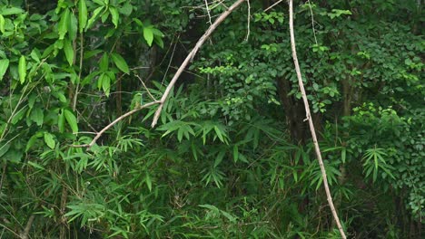 Blue-bearded-Bee-eater,-Nyctyornis-athertoni,-UNESCO-World-Heritage,-Kaeng-Krachan-National-Park,-Thailand