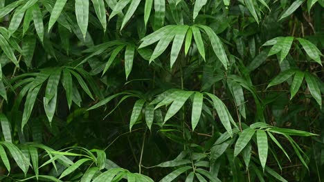 Bambusblätter-Bewegen-Sich-Mit-Dem-Wind-Im-Nationalpark-Kaeng-Krachan-In-Thailand,-UNESCO-Welterbe