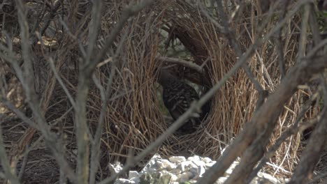 Mother-Great-Bowerbird-preparing-her-nest-for-her-chicks--Close-up