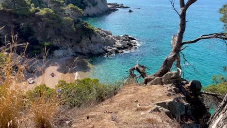 Costa-Brava-beautiful-virgin-beach-with-transparent-turquoise-waters-of-pine-trees-and-rocks-yellow-sand-few-people-Gerona-Catalonia-Mediterranean-Panoramic-views-Tossa-de-Mar-cove-Llevad?